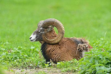 《最后的生还者》第一集已在油管上免费提供 支持1080P